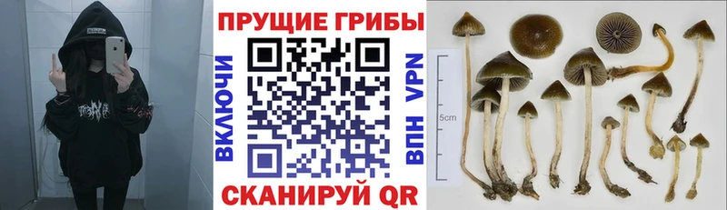 Галлюциногенные грибы Magic Shrooms  Купить  Задонск 